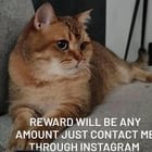lost cat in San Antonio, Texas