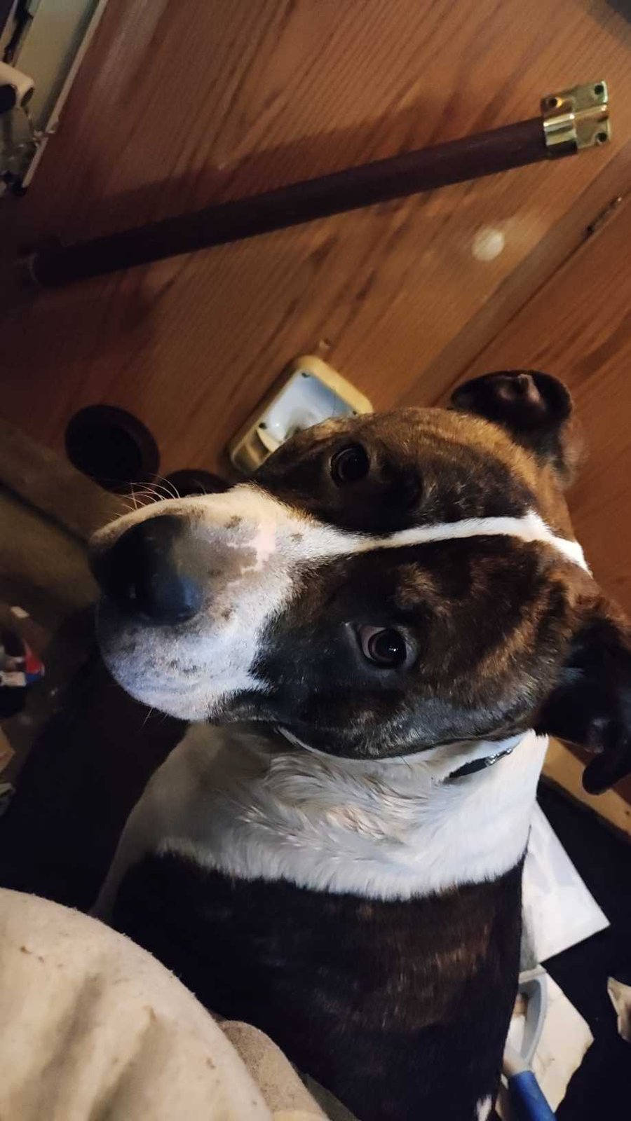 Lost Dog in White Center — listing photo