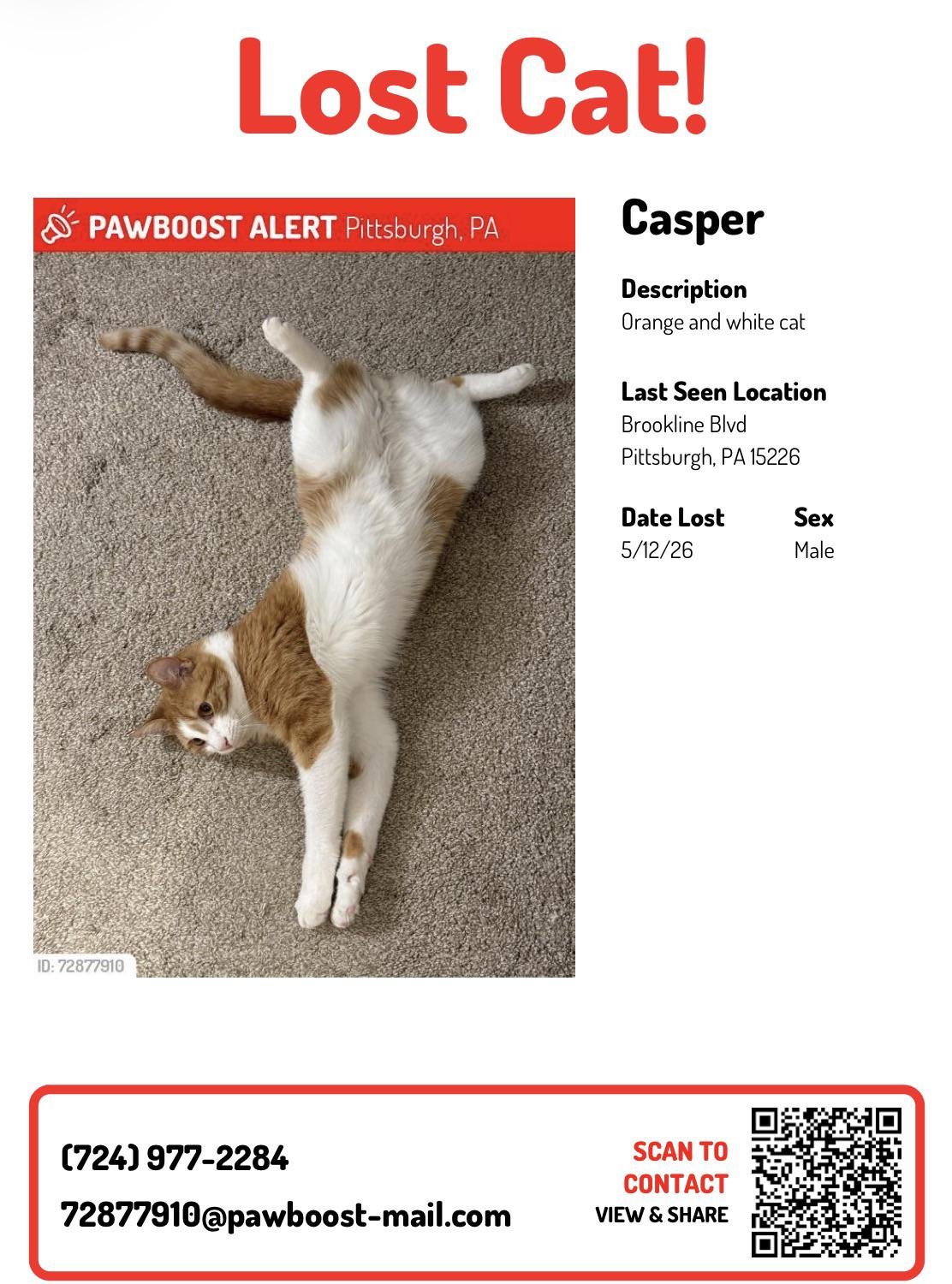 lost pet in Pittsburgh, Pennsylvania