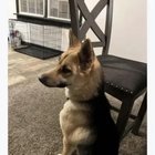 lost dog in K