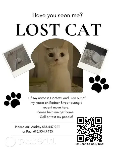 lost cat in Nashville, Tennessee