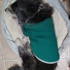 Found Dog in Phoenix, Arizona — Pet euthanasia & cremation