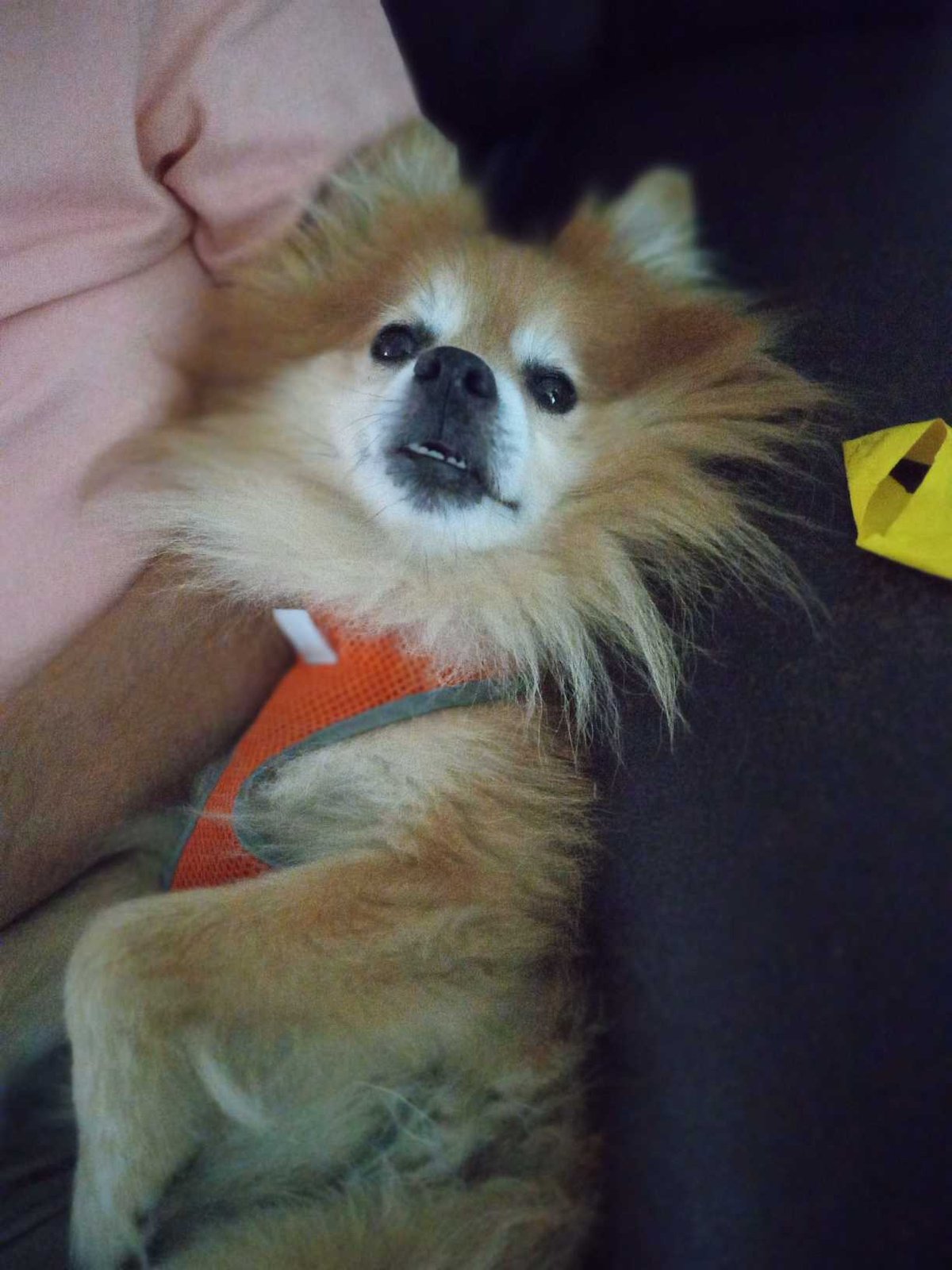 Lost Dog in Mesquite, Texas — listing photo
