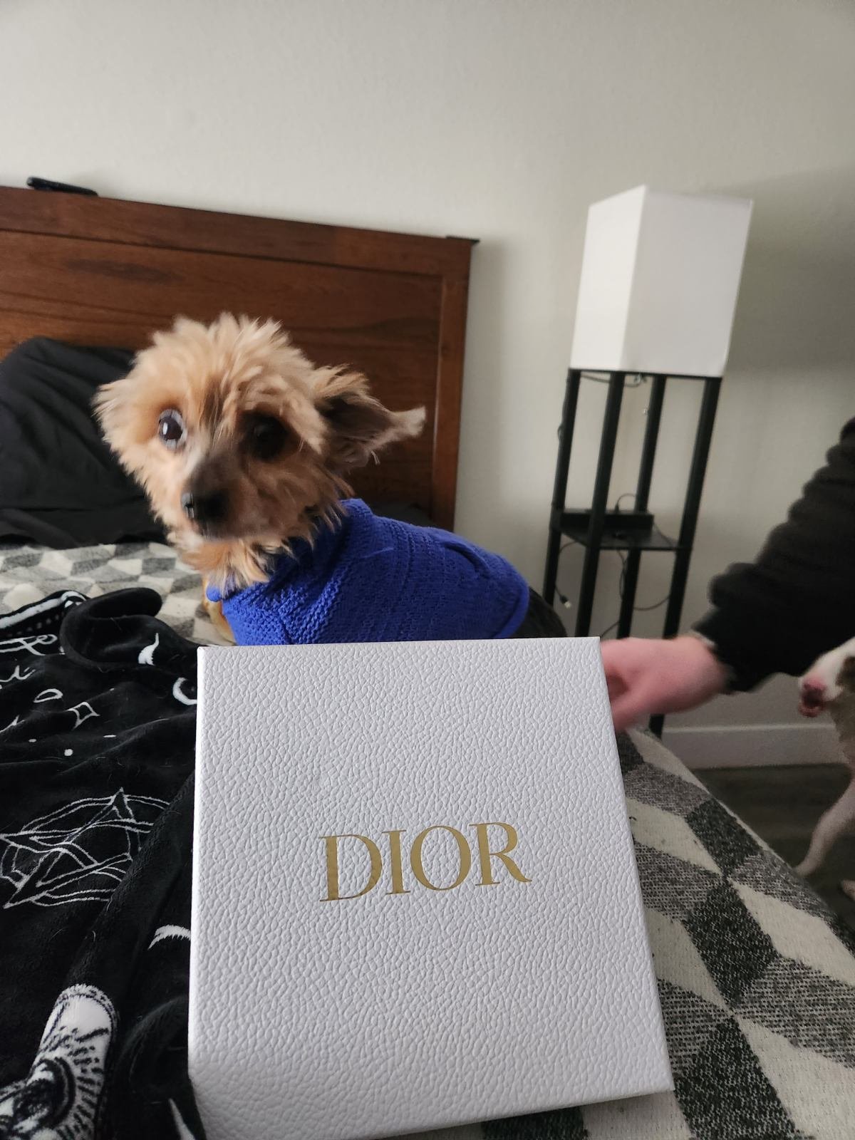 Lost Dog in Denver, Colorado — listing photo