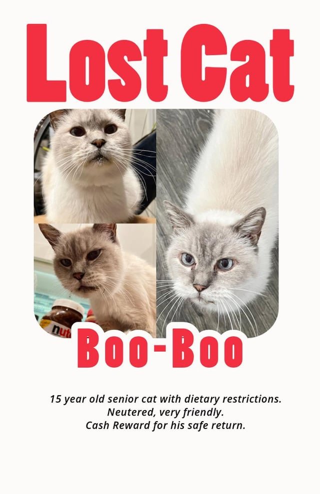 lost cat in Jacksonville, Florida