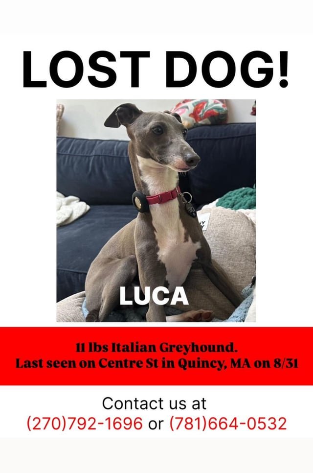 Lost Dog in Boston, Massachusetts — listing photo
