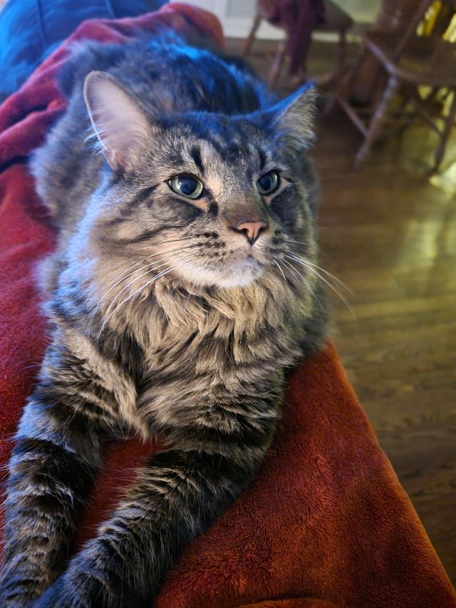 Lost Pet in Kansas City, Kansas — listing photo