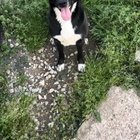 lost dog in Memphis, Tennessee