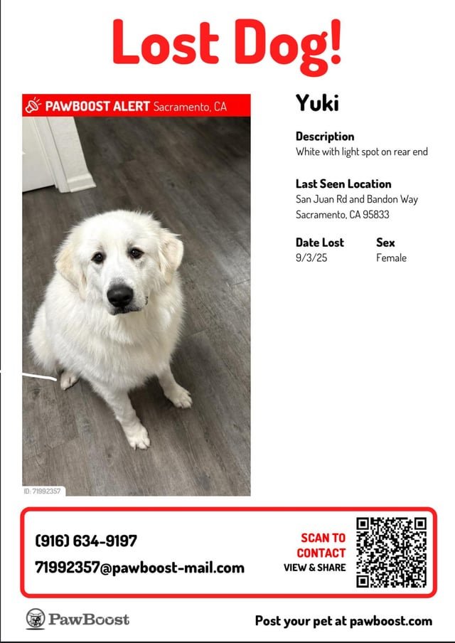 Lost Dog in K — listing photo