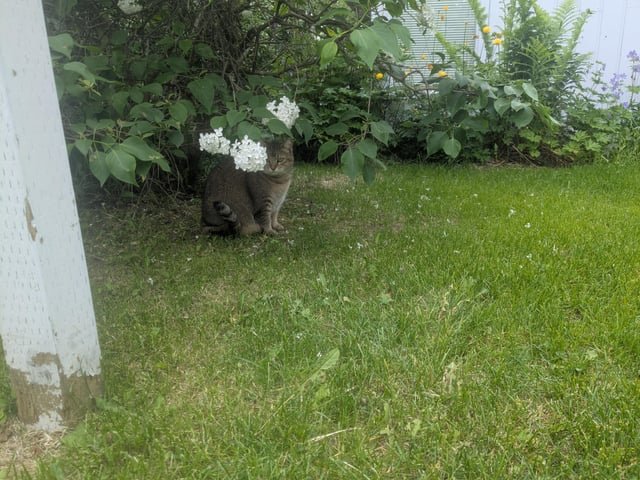 lost cat in Anchorage, Alaska