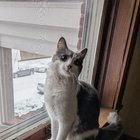 found cat in Kansas City, Missouri