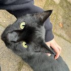 Lost Cat in Portland, Oregon — listing photo