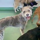 lost dog in Denver, Colorado