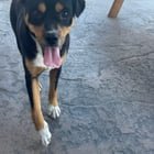 found pet in Sacramento, California