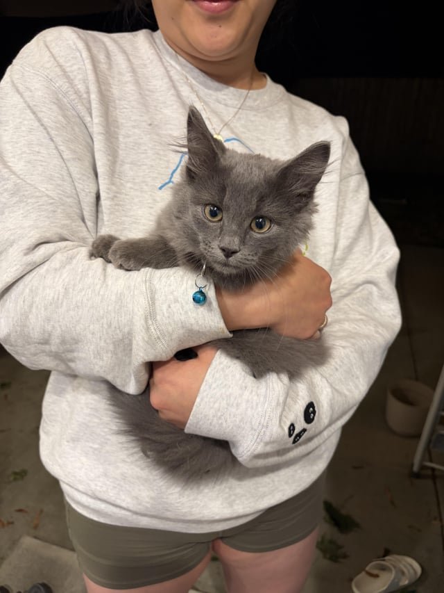 Lost Cat in K — listing photo