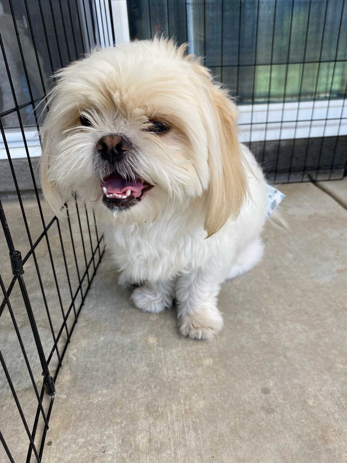 Found Dog in Fresno, California — listing photo
