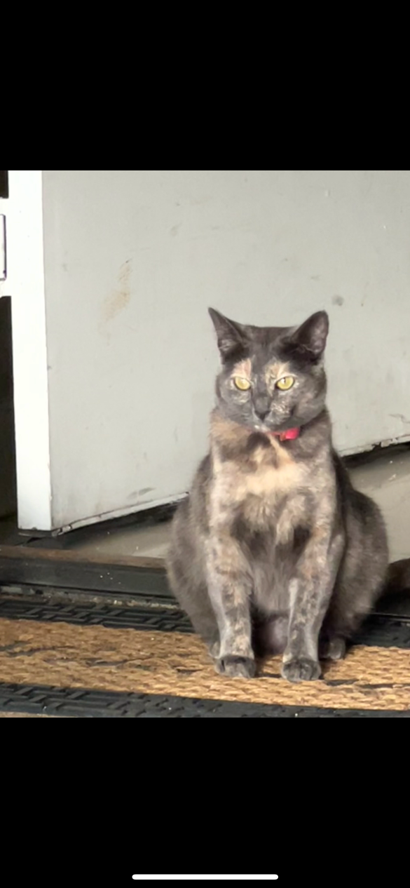 Lost Cat in Goodyear, Arizona — listing photo