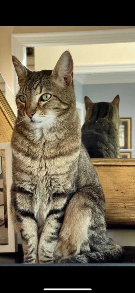 Lost Cat in Blythewood — listing photo