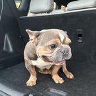 found dog in Nashville, Tennessee