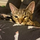 Lost Cat in K — Update: Do I have your cat?
