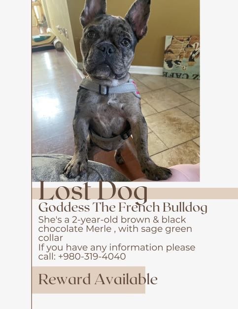 Lost Dog in Charlotte, North Carolina — listing photo