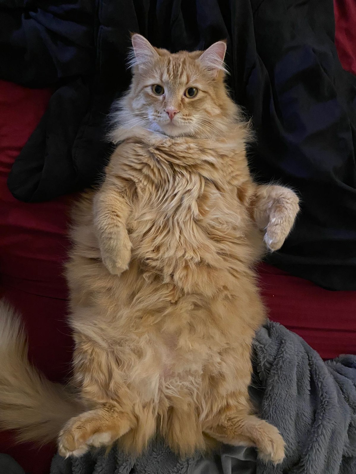Lost Cat in Lakeside — listing photo