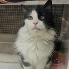Found Cat in Denver, Colorado — Help this little kitten find her forever family
