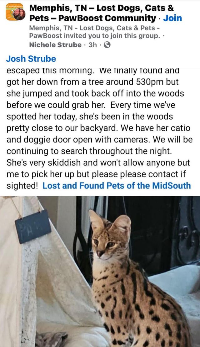 Lost Cat in Memphis, Tennessee — Serval cat lost in Cordova