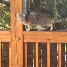 lost cat in Asheville, North Carolina