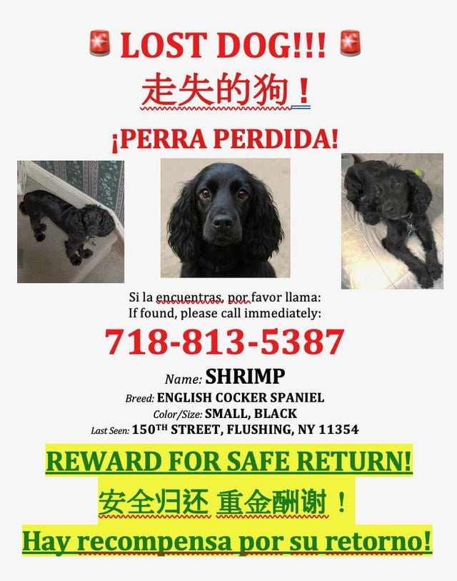lost dog in New York, New York