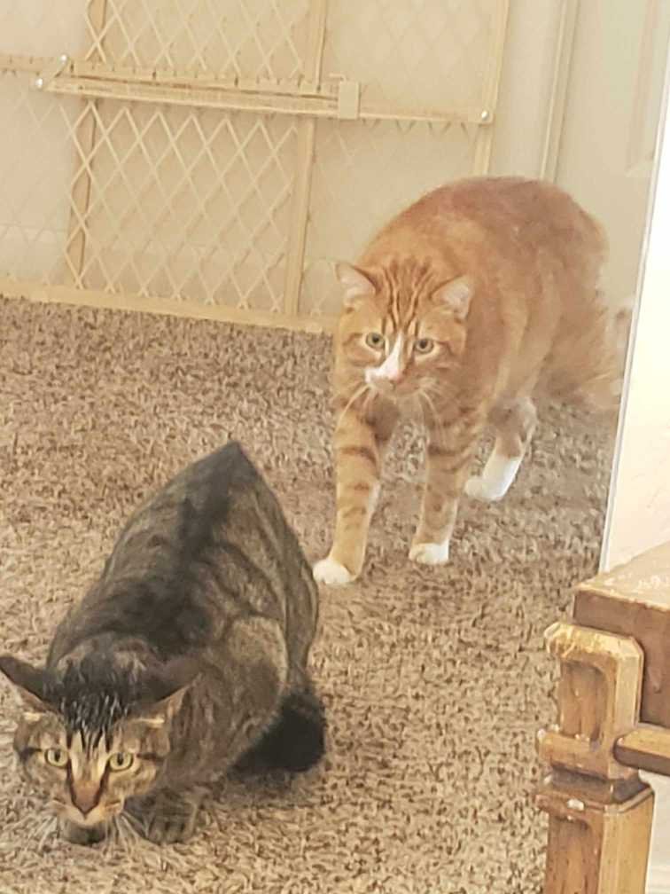 Lost Cat in Heather Gardens Aurora — listing photo