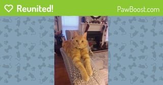 Lost Cat in Charlotte, North Carolina — [PawBoost Alert] Lost Female Cat in Charlotte, NC 28278 (x-post from )