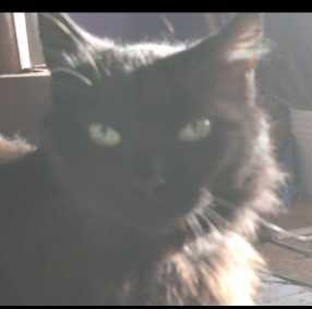 Lost Cat in Denver, Colorado — listing photo