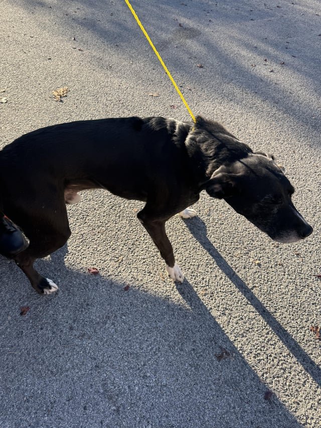 Found Dog in Reno, Nevada — listing photo