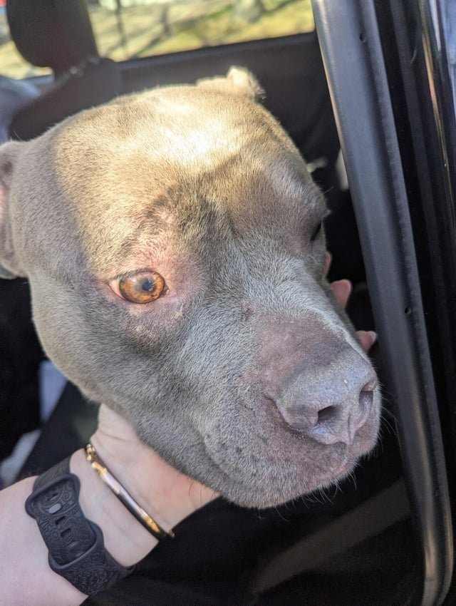 Lost Dog in Denver, Colorado — listing photo