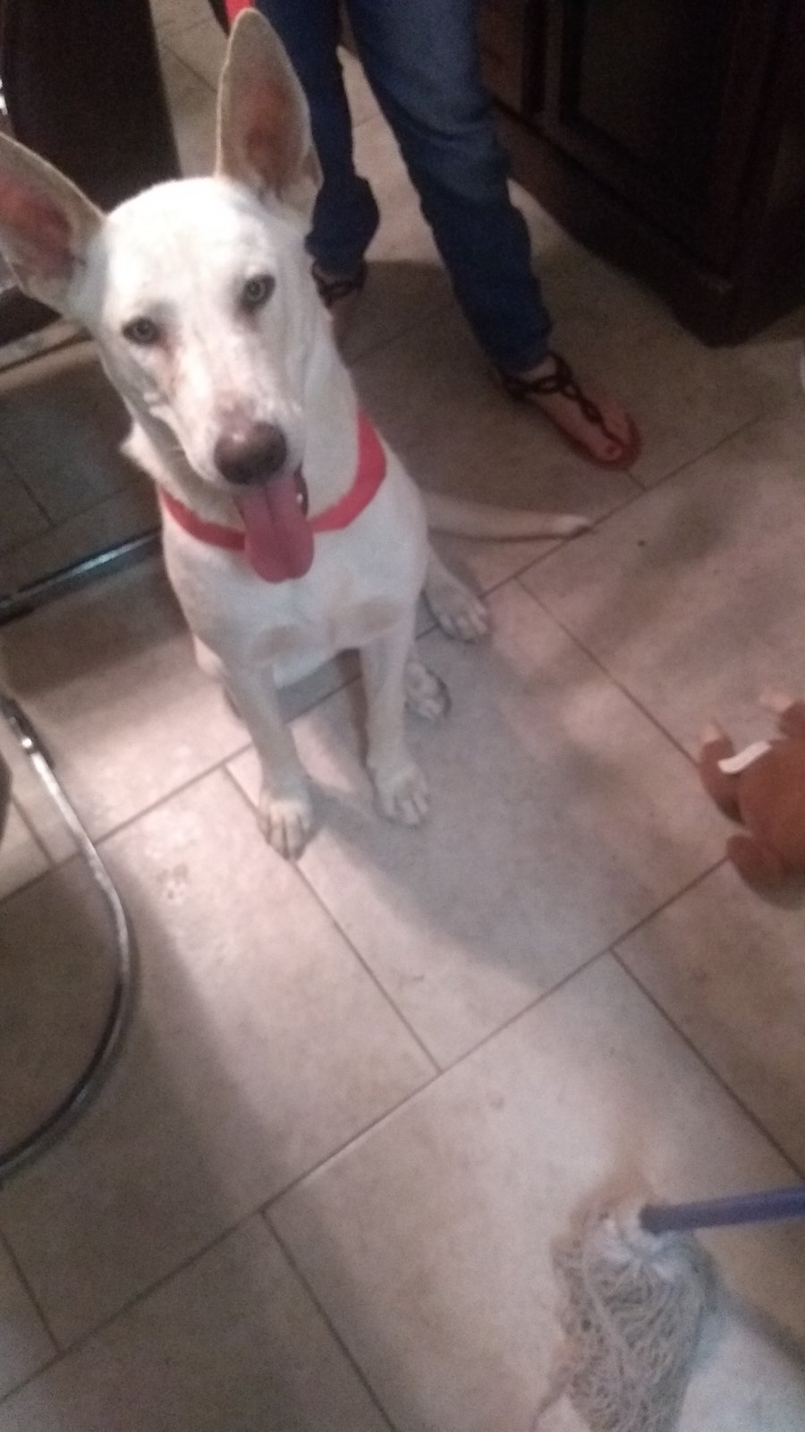 Lost Dog in El Paso, Texas — listing photo