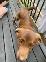 Found Dog in NC 28906 — listing photo