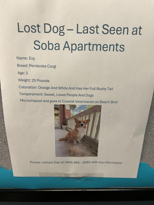 Lost Dog in Jacksonville, Florida — San Marco area please be on the lookout for this sweet corgi.