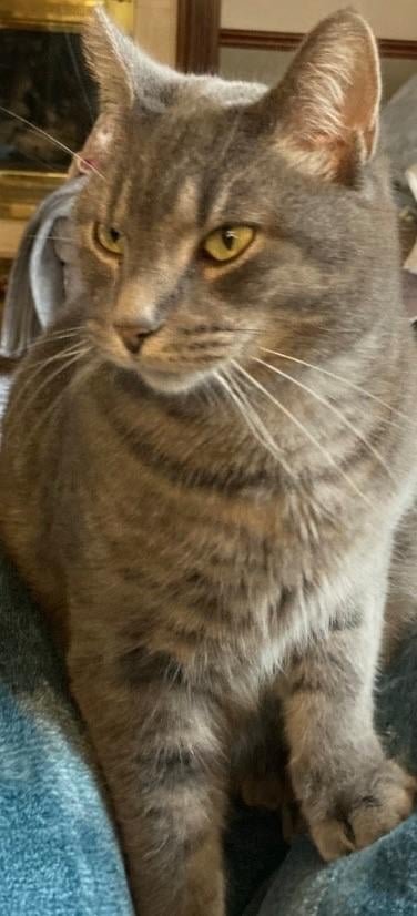 lost pet in Pittsburgh, Pennsylvania