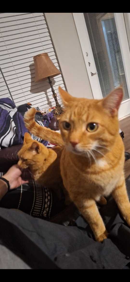 Lost Cat in Matthews — listing photo