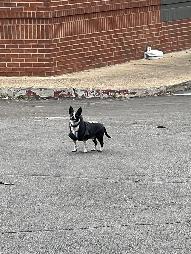 Lost Dog in Memphis, Tennessee — listing photo