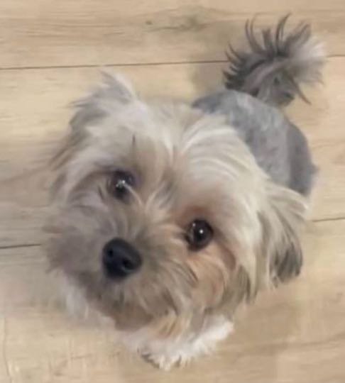 Lost Dog in Winnetka — listing photo