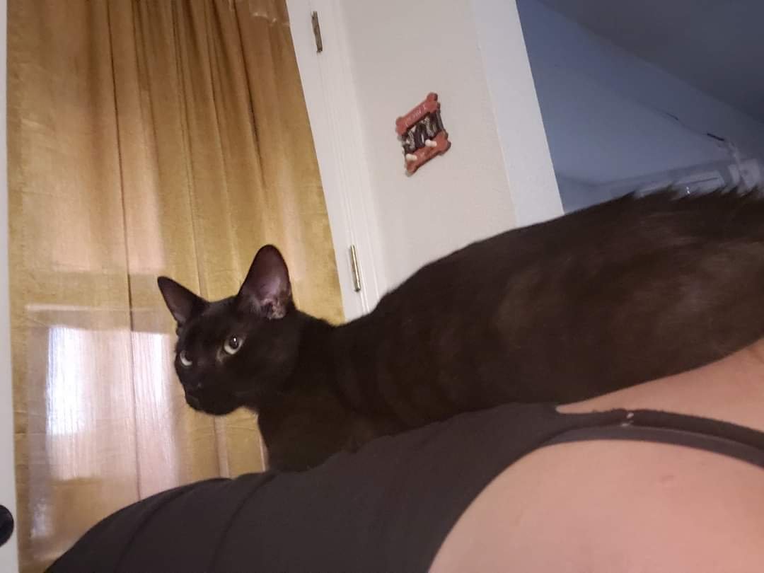 Lost Cat in El Paso, Texas — listing photo