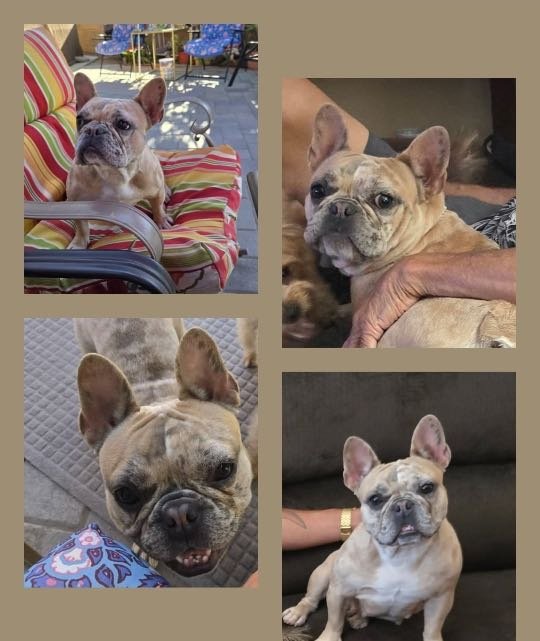 Lost Dog in Bakersfield, California — listing photo