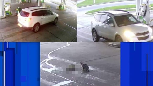 Lost Cat in Rescue — 2 kittens thrown from car at gas station, then the car runs over kitten. Please help find this POS.