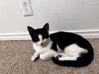Found Cat in Austin, Texas — listing photo