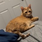 lost cat in Austin, Texas