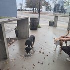 Lost Dog in Oklahoma City, Oklahoma — listing photo