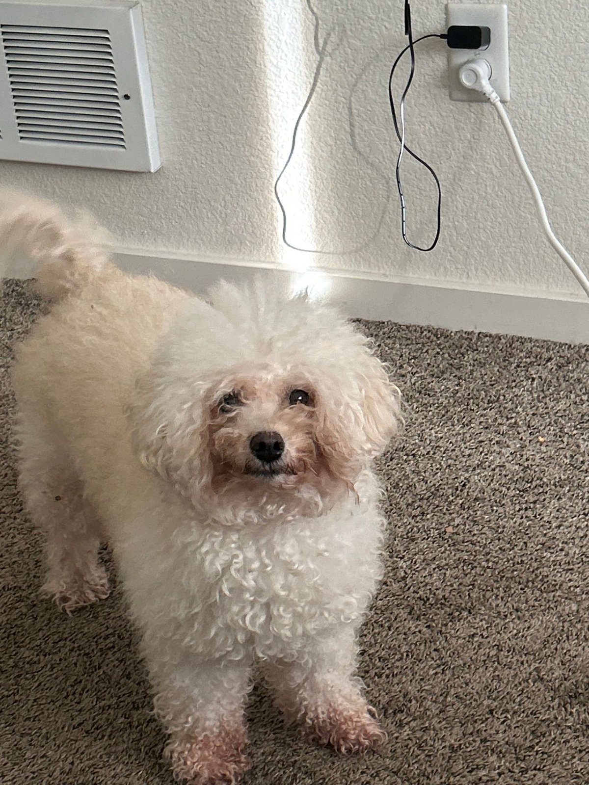 Lost Dog in Tukwila — listing photo