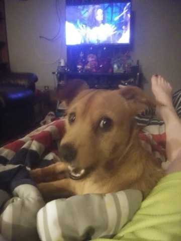 Lost Dog in Sacramento, California — listing photo